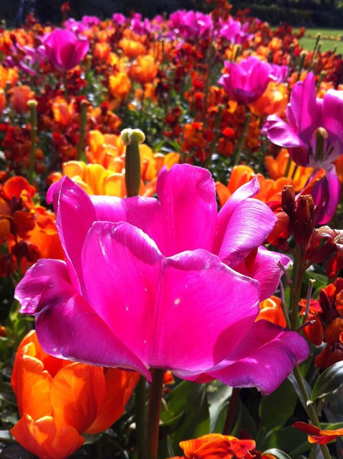 merrion square tulips 3